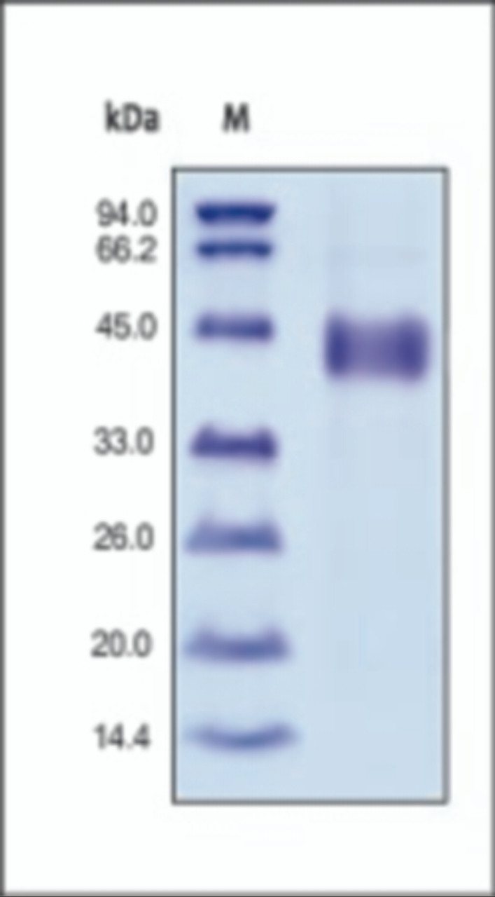 The purity of rh IGFBP3 was determined by DTT-reduced (+) SDS-PAGE and staining overnight with Coomassie Blue.