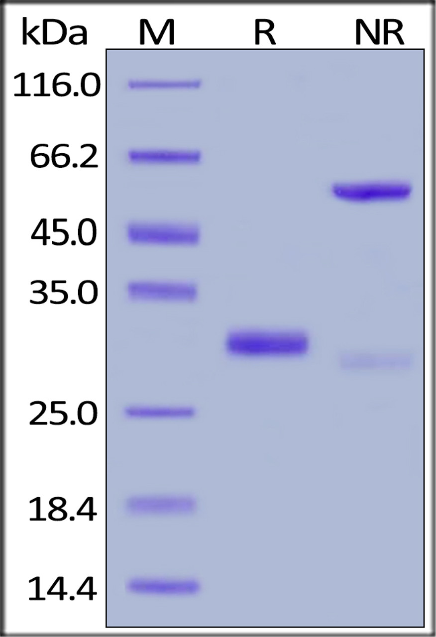 Human IgG4 Fc, Tag Free on SDS-PAGE under reducing (R) and non-reducing (NR) conditions. The gel was stained overnight with Coomassie Blue. The purity of the protein is greater than 95%.