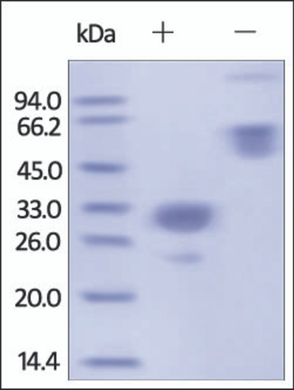 The purity of Mouse IgG2a Fc Region was determined by DTT-reduced (+) and non-reduced (-) SDS-PAGE and staining overnight with Coomassie Blue.