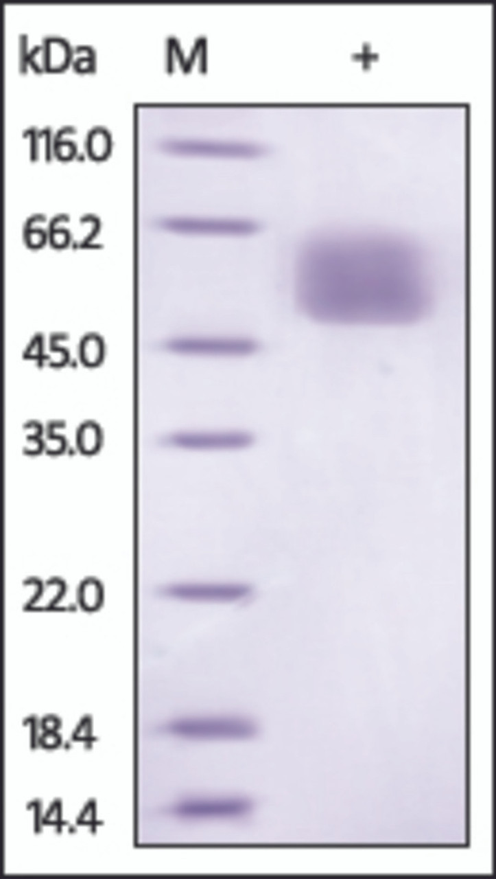 The purity of Mouse IL13RA1 was determined by DTT-reduced (+) SDS-PAGE and staining overnight with Coomassie Blue.