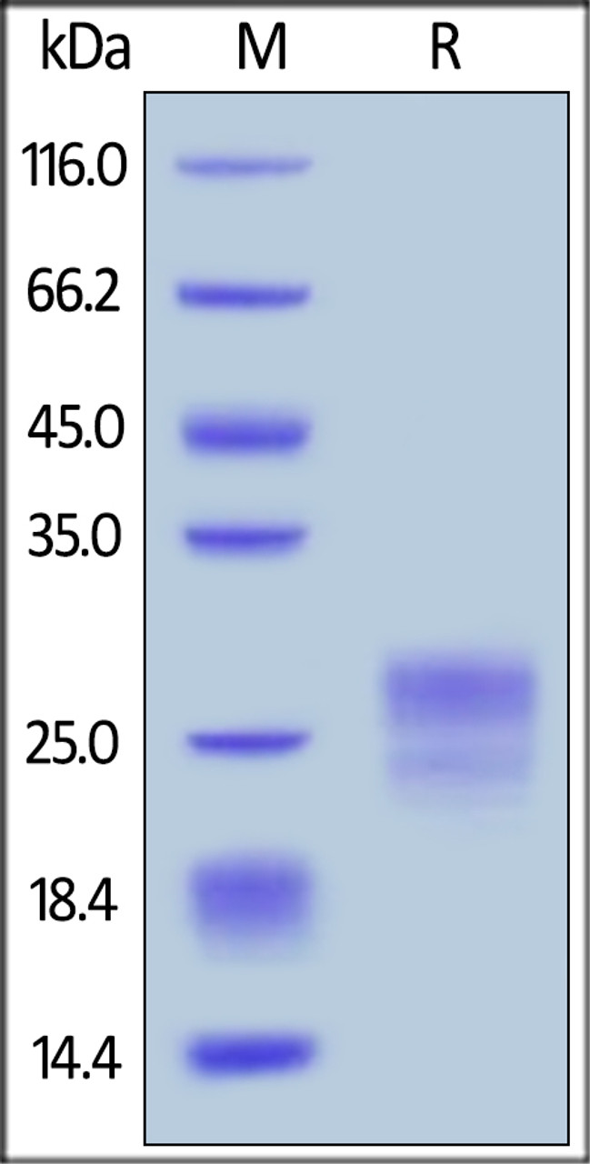 Human IL-7, Tag Free on SDS-PAGE under reducing (R) condition. The gel was stained overnight with Coomassie Blue. The purity of the protein is greater than 95%.