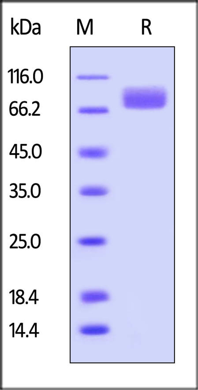 Human IL-7 R alpha, Fc Tag on SDS-PAGE under reducing (R) condition. The gel was stained overnight with Coomassie Blue. The purity of the protein is greater than 95%.
