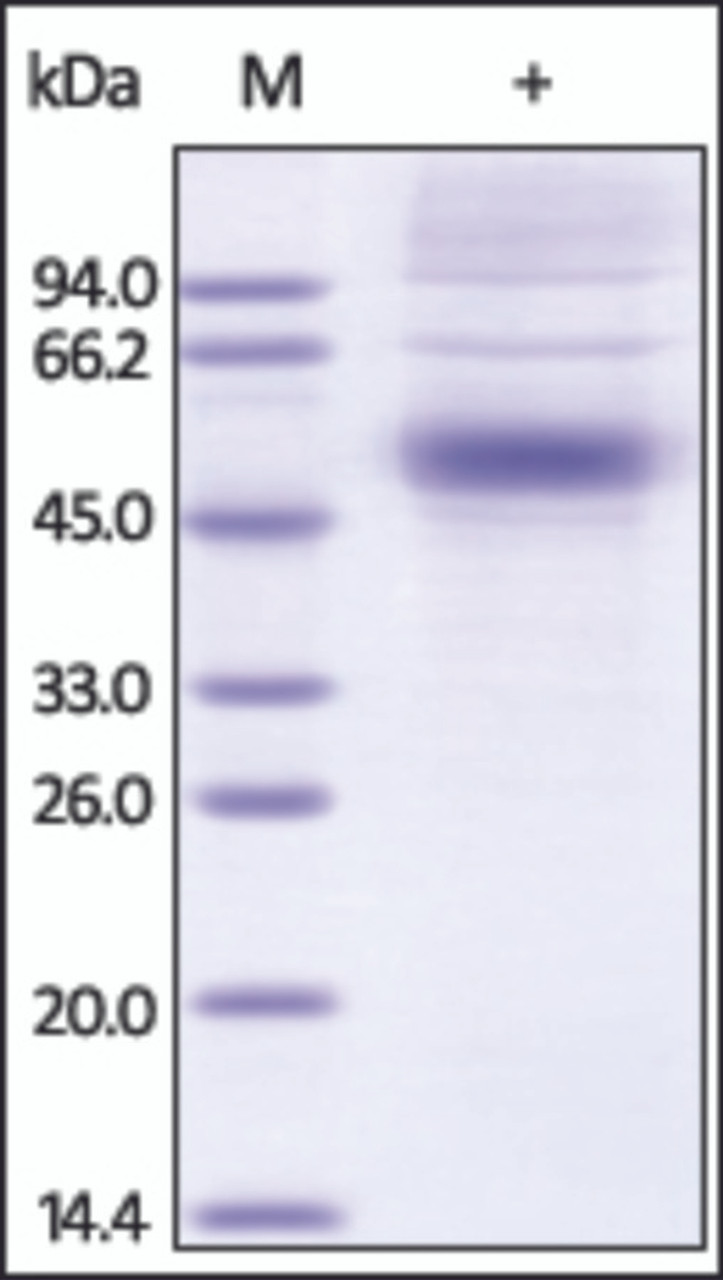 The purity of rh IL5RA /CD125 was determined by DTT-reduced (+) SDS-PAGE and staining overnight with Coomassie Blue.