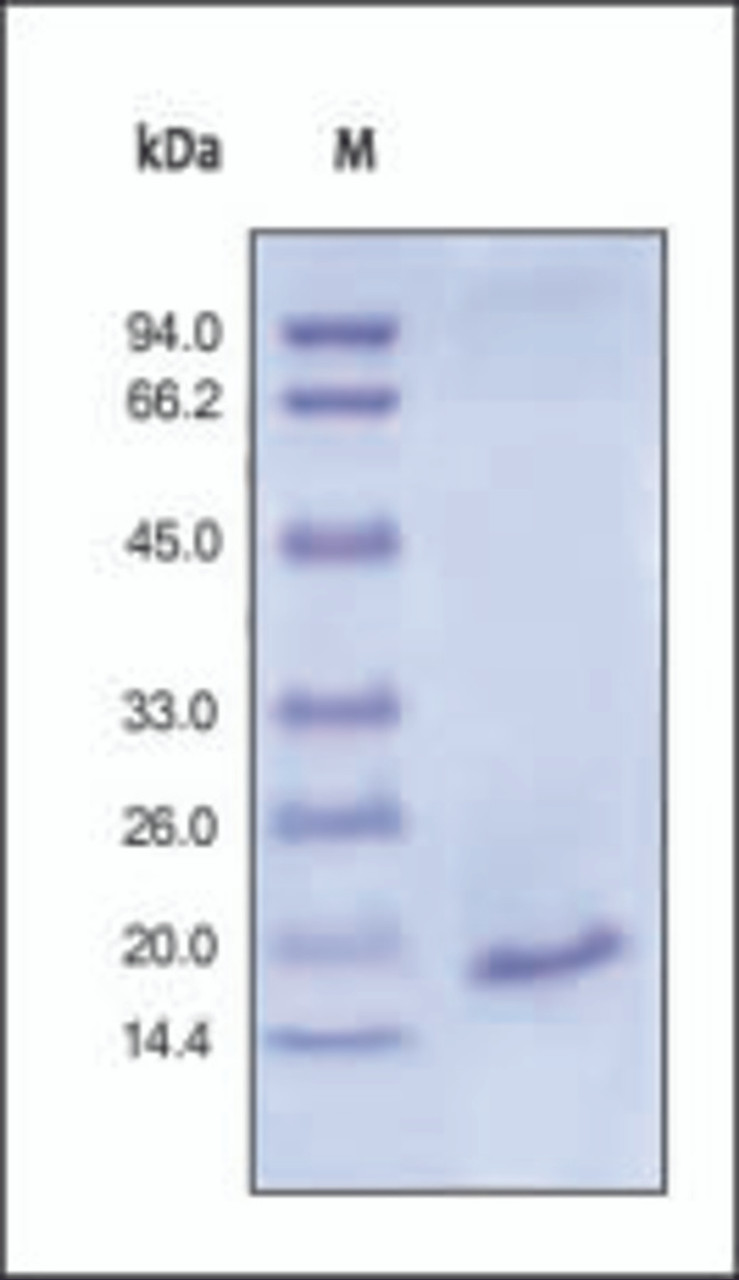 The purity of rh IL1B was determined by DTT-reduced (+) SDS-PAGE and staining overnight with Coomassie Blue.
