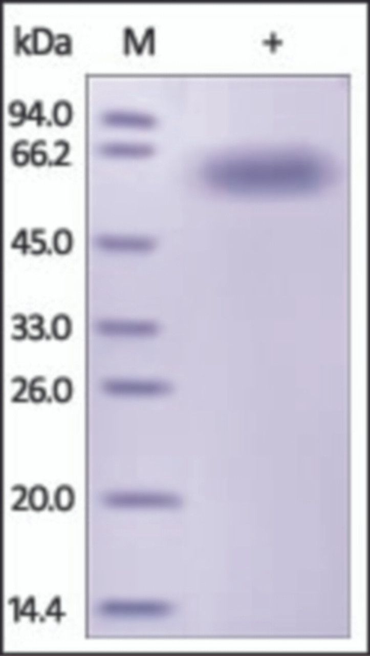 The purity of rh IL2RB/CD122 Fc Chimera was determined by DTT-reduced (+) SDS-PAGE and staining overnight with Coomassie Blue.