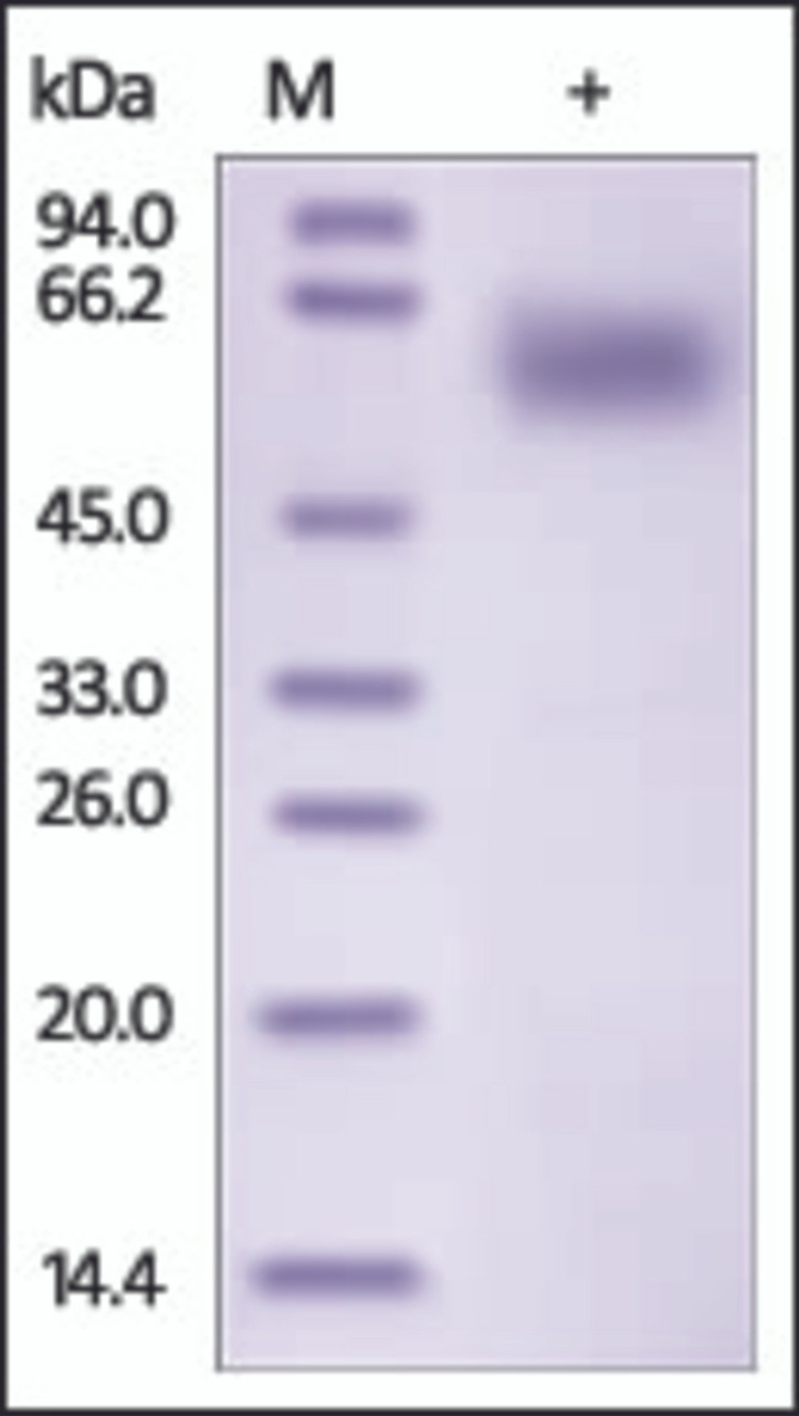 The purity of rh IL1RAP / IL-1RAcP / IL1R3 was determined by DTT-reduced (+) SDS-PAGE and staining overnight with Coomassie Blue.