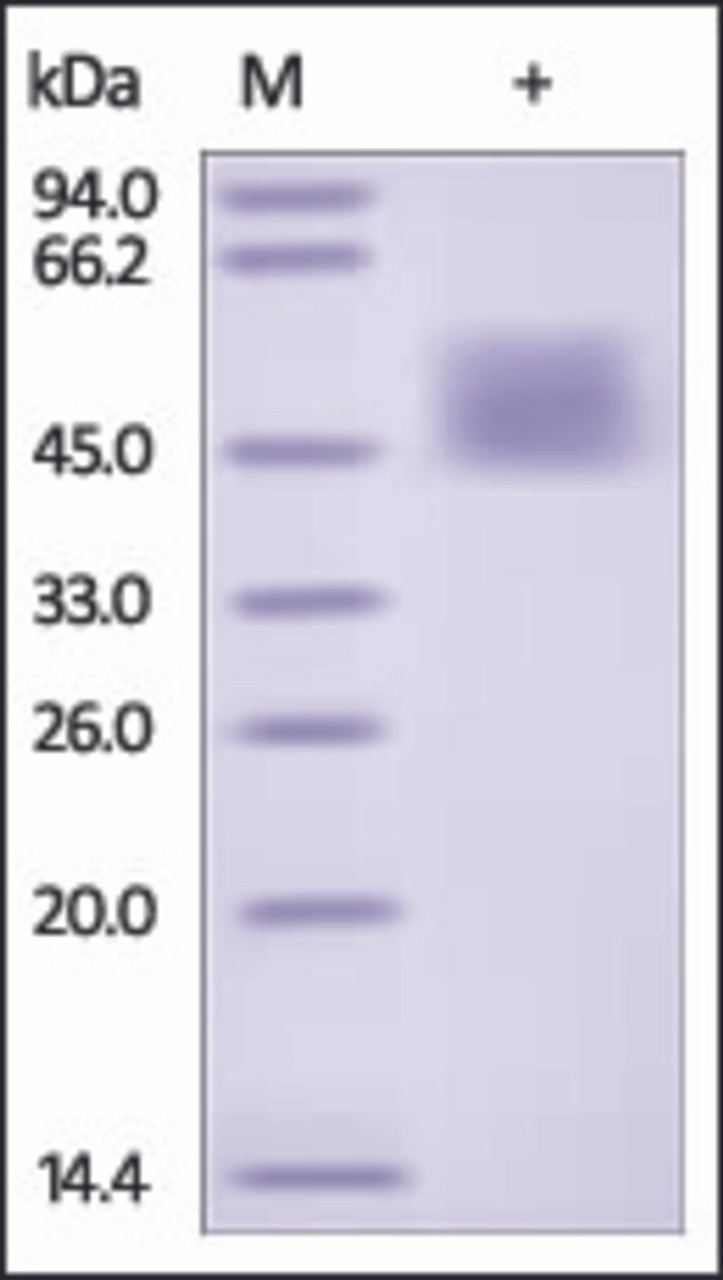 The purity of rh IL21R / CD360 was determined by DTT-reduced (+) SDS-PAGE and staining overnight with Coomassie Blue.