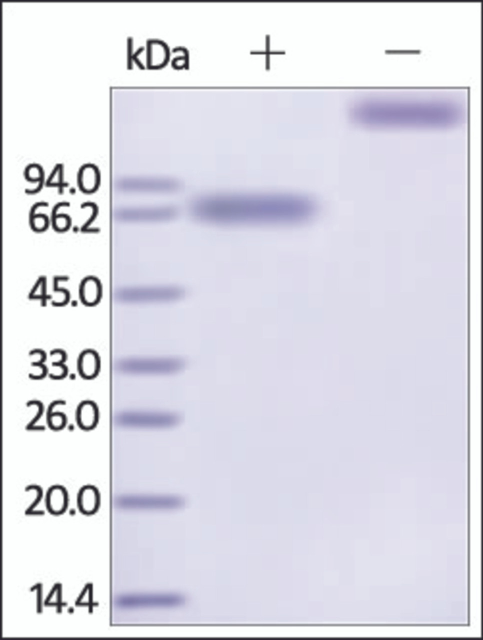 The purity of rh IL21R / CD360 Fc Chimera was determined by DTT-reduced (+) and non-reduced (-) SDS-PAGE and staining overnight with Coomassie Blue.
