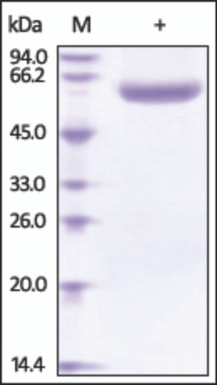 The purity of rh LBP /Lipopolysaccharide was determined by DTT-reduced (+) SDS-PAGE and staining overnight with Coomassie Blue.