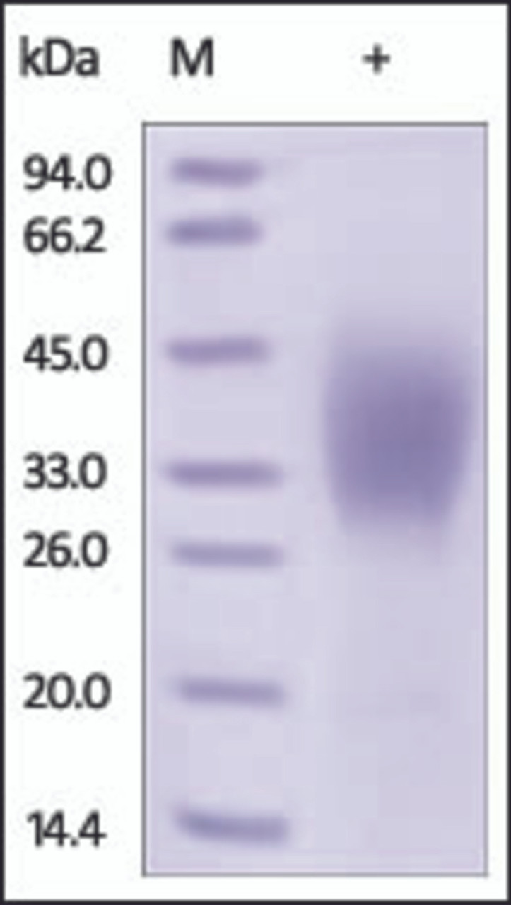 The purity of rh CD58 / LFA‑3 was determined by DTT-reduced (+) SDS-PAGE and staining overnight with Coomassie Blue.