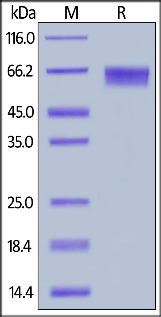 Human LILRB2, His Tag on SDS-PAGE under reducing (R) condition. The gel was stained overnight with Coomassie Blue. The purity of the protein is greater than 92%.