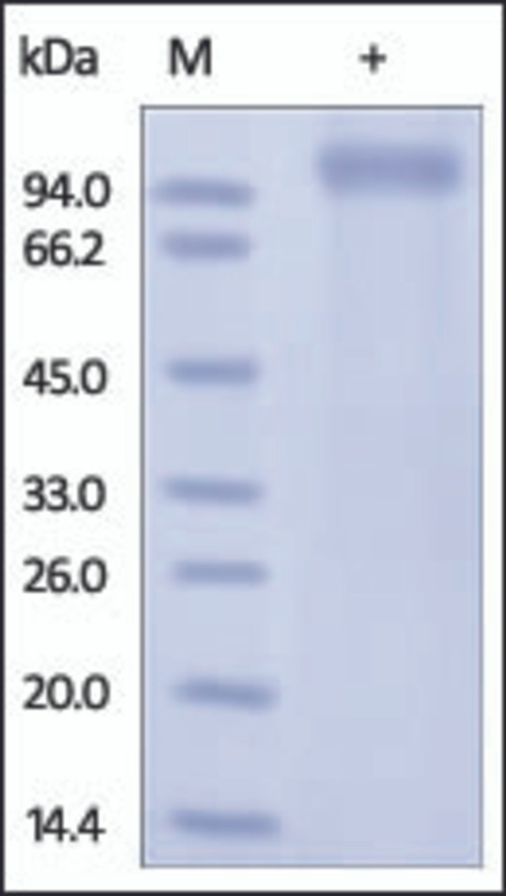 The purity of rh LRRC4 was determined by DTT-reduced (+) SDS-PAGE and staining overnight with Coomassie Blue.