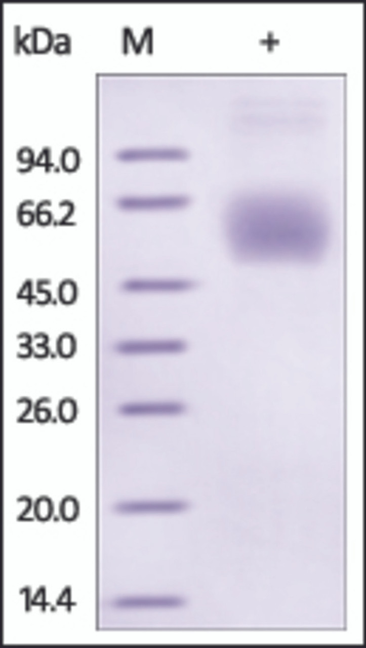 The purity of rh Lumican /LUM was determined by DTT-reduced (+) SDS-PAGE and staining overnight with Coomassie Blue.