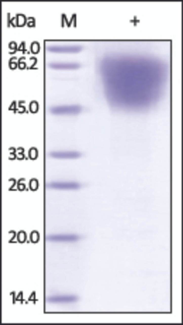 The purity of rh LYPD3 / C4.4A was determined by DTT-reduced (+) SDS-PAGE and staining overnight with Coomassie Blue.