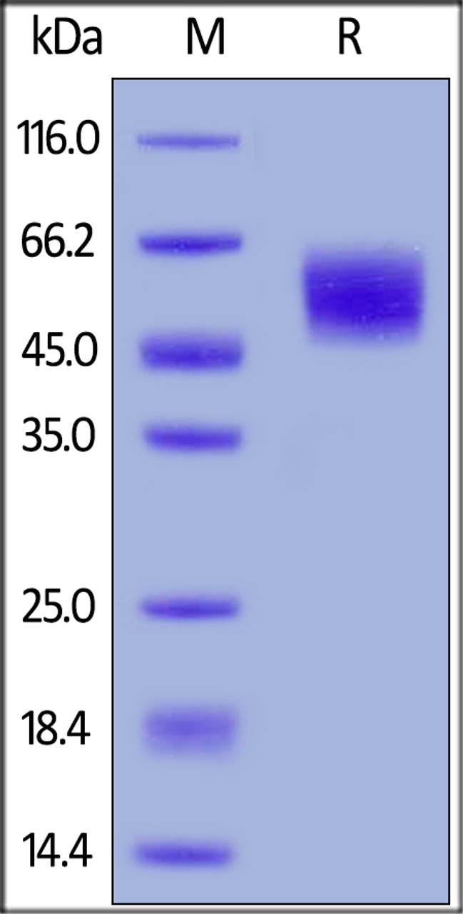 Human MICA, His Tag on SDS-PAGE under reducing (R) condition. The gel was stained overnight with Coomassie Blue. The purity of the protein is greater than 95%.