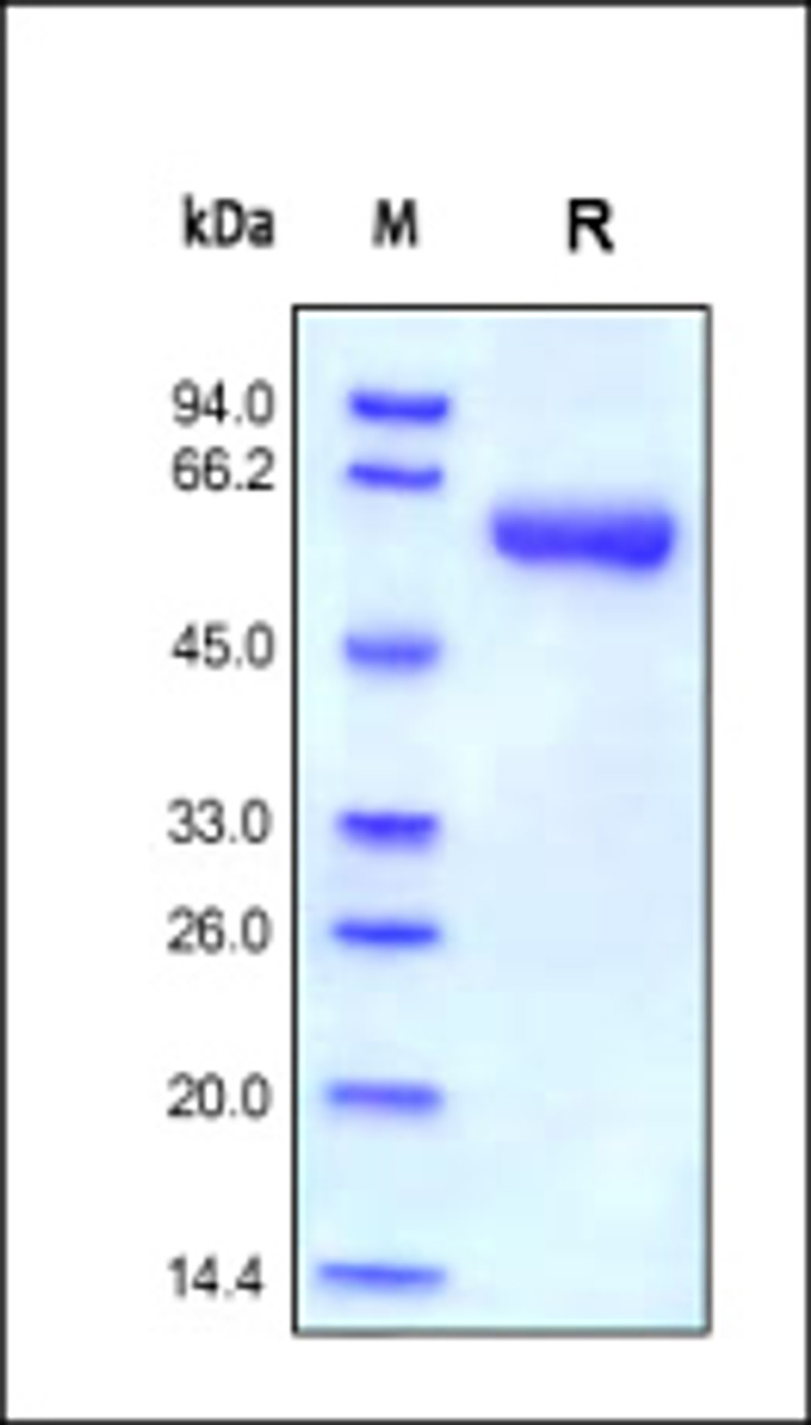 Human MMP-9, His Tag on SDS-PAGE under reducing (R) condition. The gel was stained overnight with Coomassie Blue. The purity of the protein is greater than 95%.