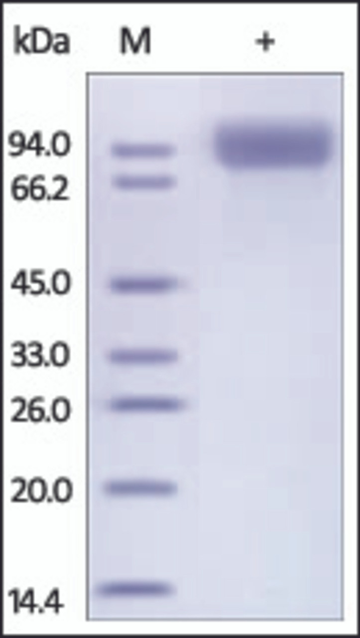 The purity of rh CD10 / MME was determined by DTT-reduced (+) SDS-PAGE and staining overnight with Coomassie Blue.