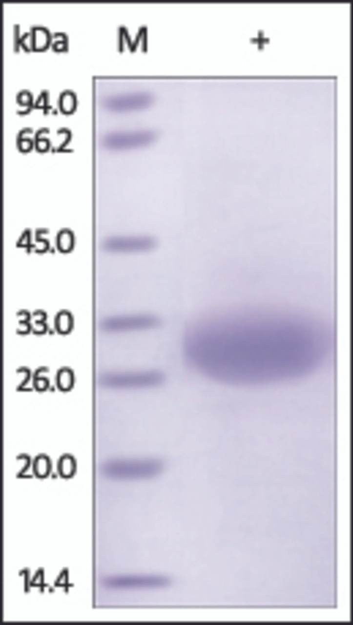 The purity of rh MSLN / Mesothelin /MPF was determined by DTT-reduced (+) SDS-PAGE and staining overnight with Coomassie Blue.