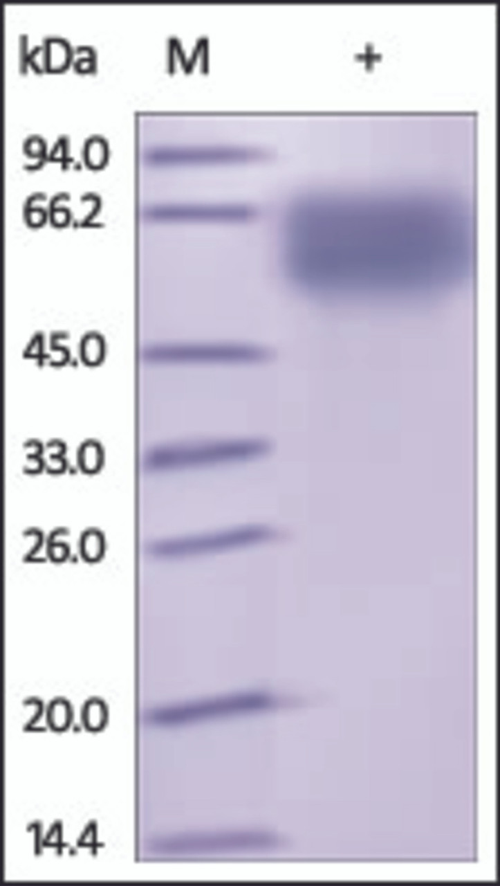 The purity of rh NCR1 / NKp46 / CD335 Fc Chimera was determined by DTT-reduced (+) SDS-PAGE and staining overnight with Coomassie Blue.