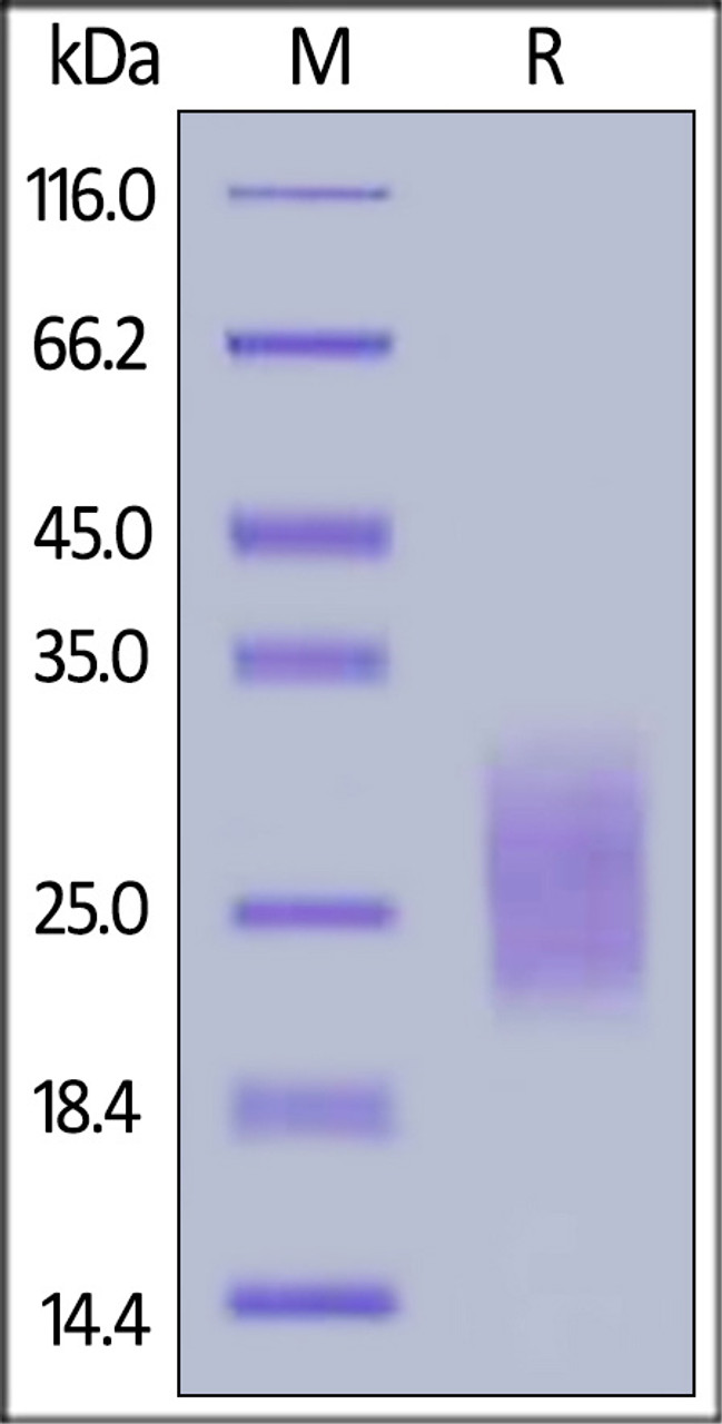 Human NKp30, His Tag on SDS-PAGE under reducing (R) condition. The gel was stained overnight with Coomassie Blue. The purity of the protein is greater than 95%.