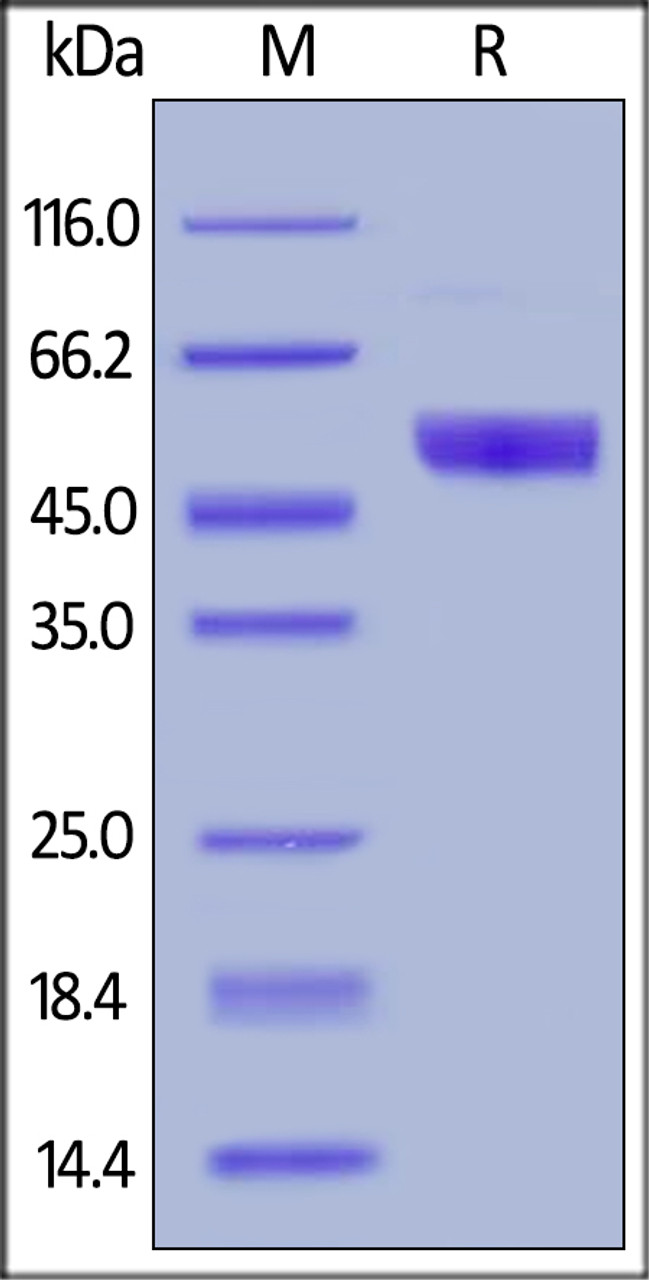 Human NKp30, Fc Tag on SDS-PAGE under reducing (R) condition. The gel was stained overnight with Coomassie Blue. The purity of the protein is greater than 95%.