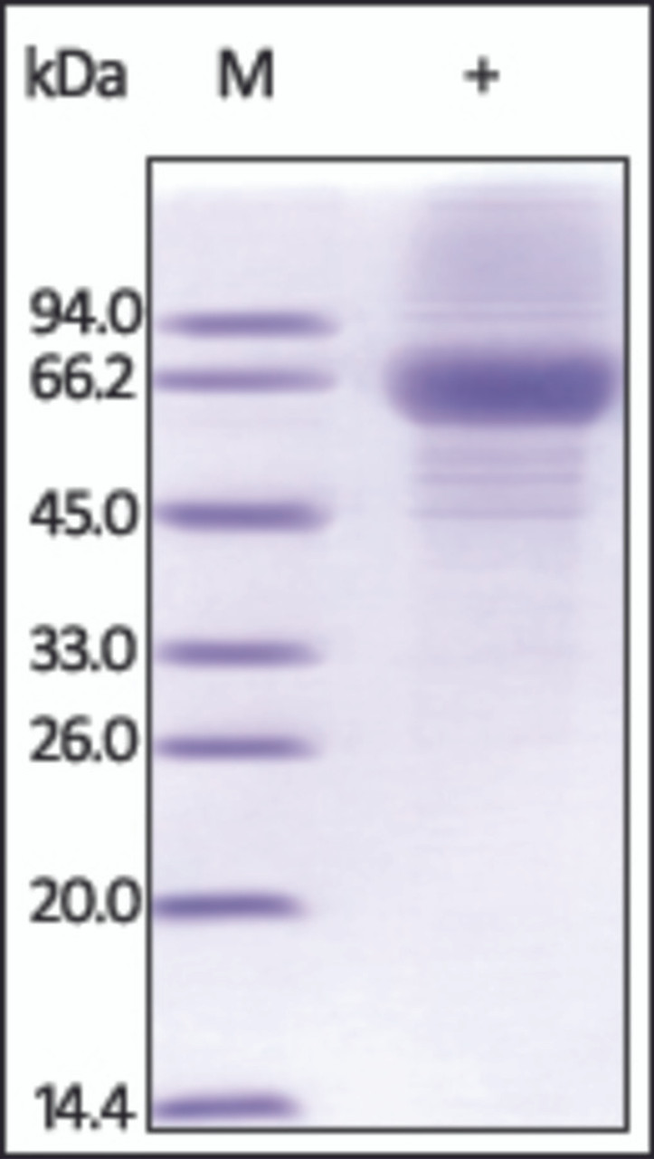 The purity of rh IL12A / NKSF1 Fc Chimera was determined by DTT-reduced (+) SDS-PAGE and staining overnight with Coomassie Blue.