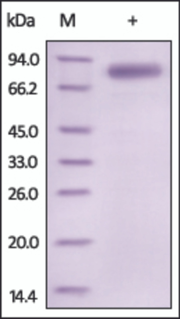 The purity of rh IL12B /P40 Fc Chimera was determined by DTT-reduced (+) SDS-PAGE and staining overnight with Coomassie Blue.