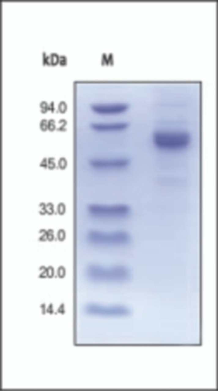The purity of rh Noggin Fc Chimera was determined by DTT-reduced (+) SDS-PAGE and staining overnight with Coomassie Blue.