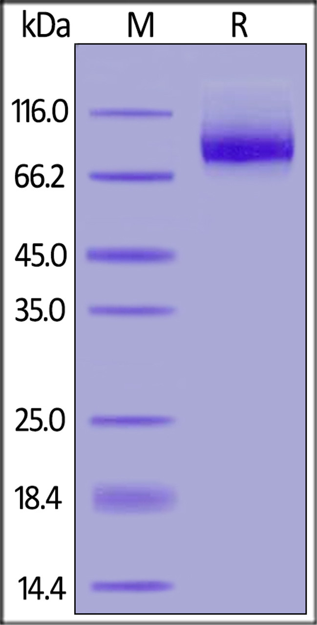 Human Neuropilin-1, His Tag on SDS-PAGE under reducing (R) condition. The gel was stained overnight with Coomassie Blue. The purity of the protein is greater than 92%.