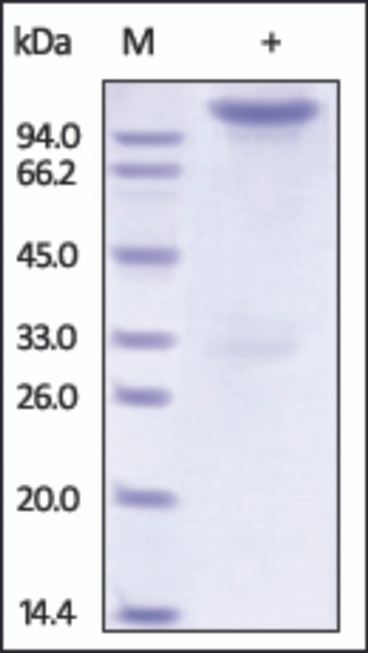 The purity of rh NRP1 / CD304 Fc Chimera was determined by DTT-reduced (+) SDS-PAGE and staining overnight with Coomassie Blue.