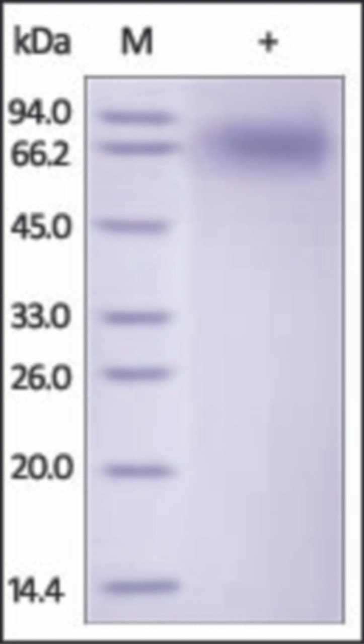 The purity of rh NTRK2 was determined by DTT-reduced (+) SDS-PAGE and staining overnight with Coomassie Blue.