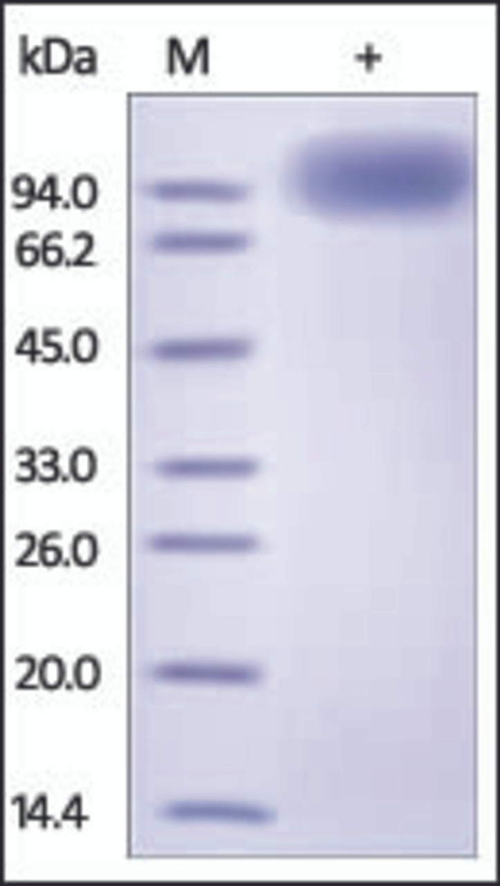 The purity of rh NTRK2 Fc Chimera was determined by DTT-reduced (+) SDS-PAGE and staining overnight with Coomassie Blue.