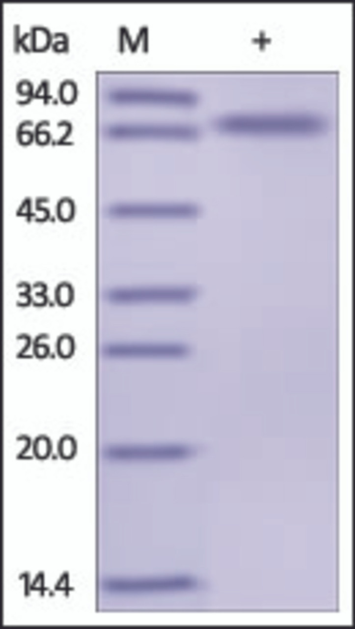 The purity of rh TNFRSF4 / OX40 / CD134 Fc Chimera was determined by DTT-reduced (+) SDS-PAGE and staining overnight with Coomassie Blue.