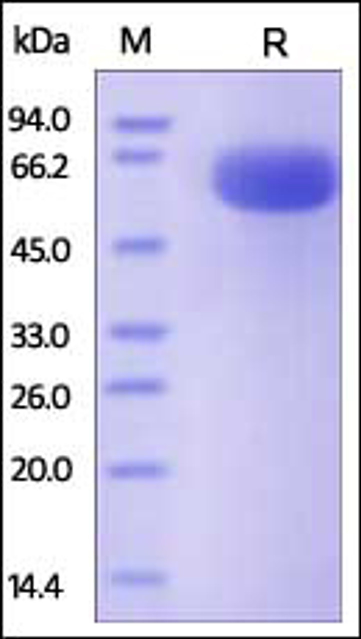 Human CD200, Fc Tag on SDS-PAGE under reducing (R) condition. The gel was stained overnight with Coomassie Blue. The purity of the protein is greater than 95%.