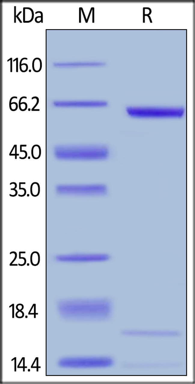 Mouse PCSK9, His Tag on SDS-PAGE under reducing (R) condition. The gel was stained overnight with Coomassie Blue. The purity of the protein is greater than 97%.