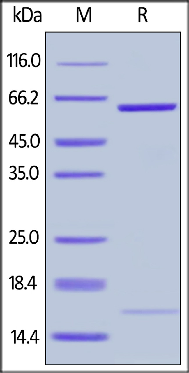 Human PCSK9 (D374Y) , His Tag on SDS-PAGE under reducing (R) condition. The gel was stained overnight with Coomassie Blue. The purity of the protein is greater than 92%.
