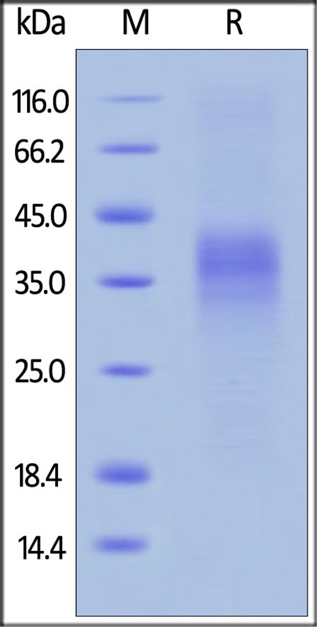 Cynomolgus PD-1, His Tag on SDS-PAGE under reducing (R) condition. The gel was stained overnight with Coomassie Blue. The purity of the protein is greater than 95%.