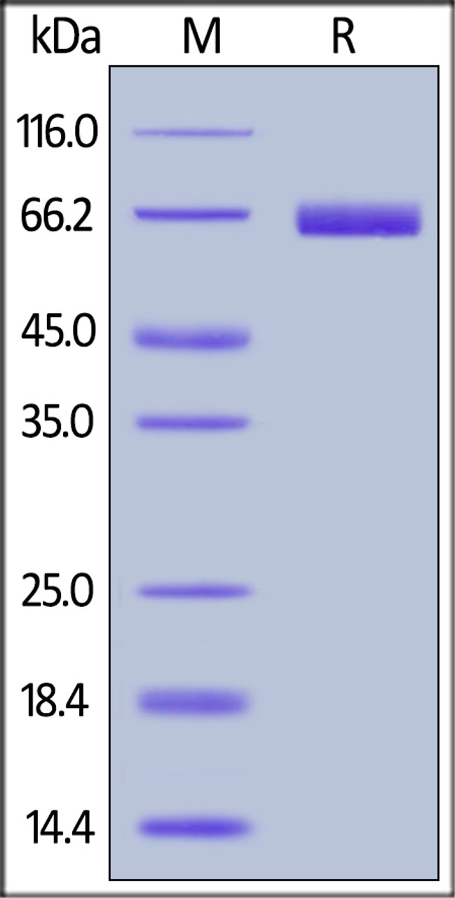 Cynomolgus / Rhesus macaque PD-L1, Fc Tag on SDS-PAGE under reducing (R) condition. The gel was stained overnight with Coomassie Blue. The purity of the protein is greater than 90%.