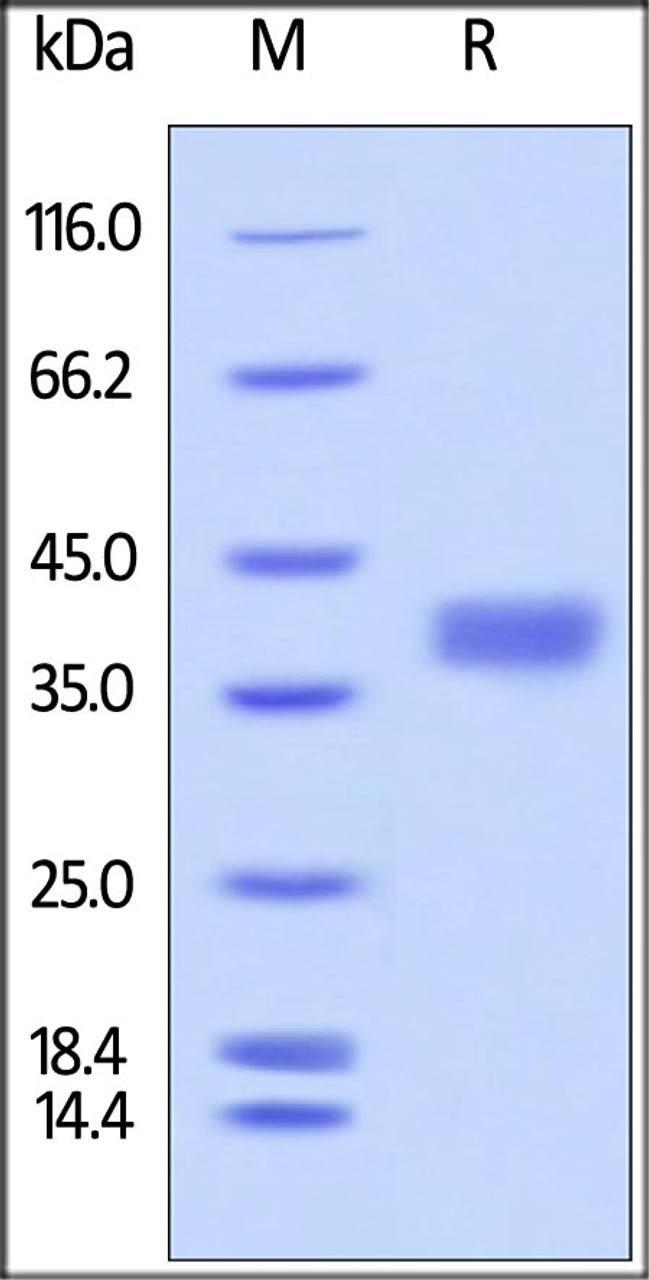 Cynomolgus / Rhesus macaque PD-L1, His Tag on SDS-PAGE under reducing (R) condition. The gel was stained overnight with Coomassie Blue. The purity of the protein is greater than 95%.