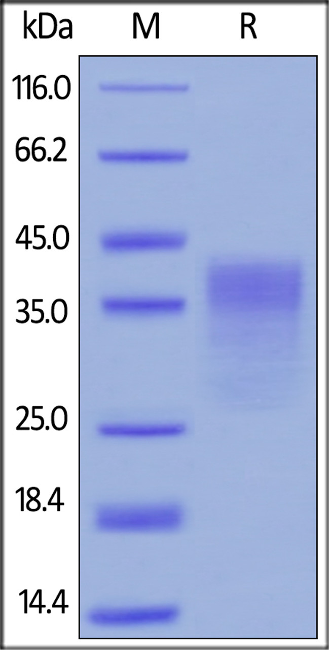 Human PD-1, His Tag (HPLC verified) on SDS-PAGE under reducing (R) condition. The gel was stained overnight with Coomassie Blue. The purity of the protein is greater than 95%.