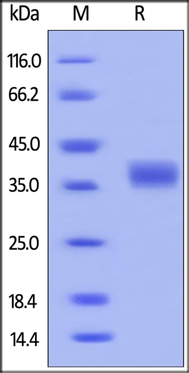 Human PD-L1, His Tag (HPLC verified) on SDS-PAGE under reducing (R) condition. The gel was stained overnight with Coomassie Blue. The purity of the protein is greater than 98%.