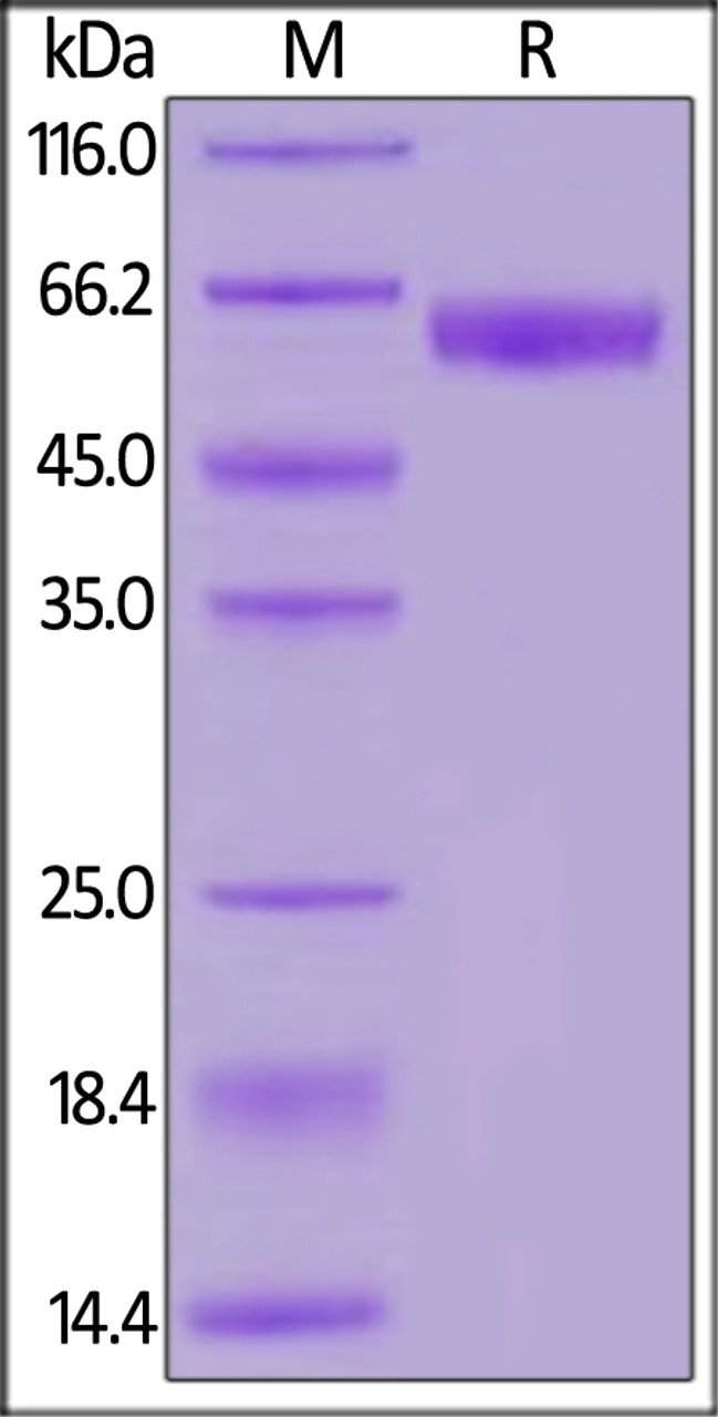 Human PD-1, Fc Tag, low endotoxin (HPLC-verified) on SDS-PAGE under reducing (R) condition. The gel was stained overnight with Coomassie Blue. The purity of the protein is greater than 95%.