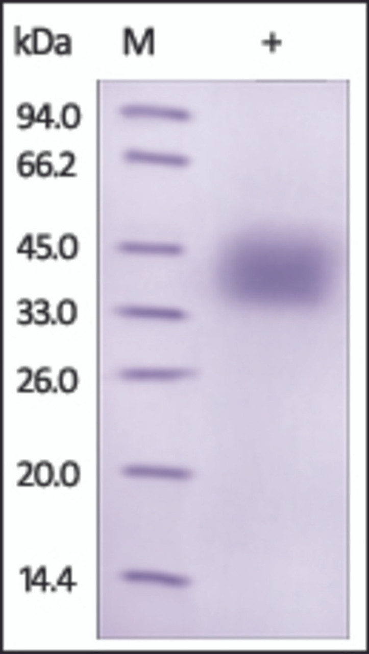 The purity of rh PDL1 /CD274, twin strep tag was determined by DTT-reduced (+) SDS-PAGE and staining overnight with Coomassie Blue.