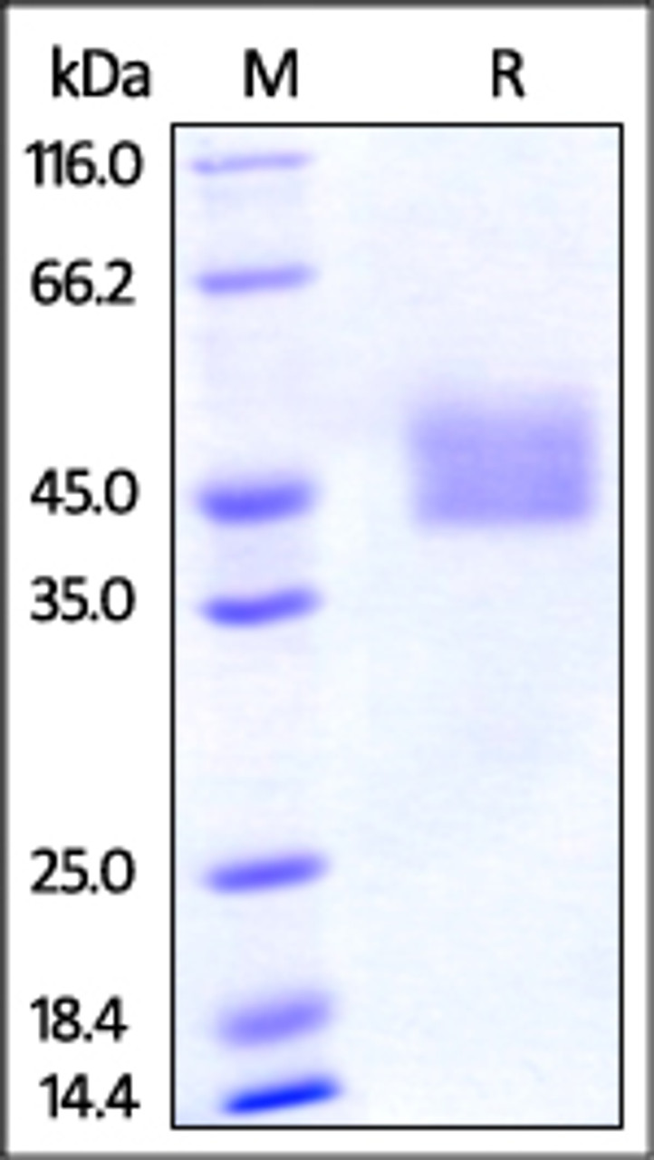 Mouse PD-L1, His Tag on SDS-PAGE under reducing (R) condition. The gel was stained overnight with Coomassie Blue. The purity of the protein is greater than 95%.