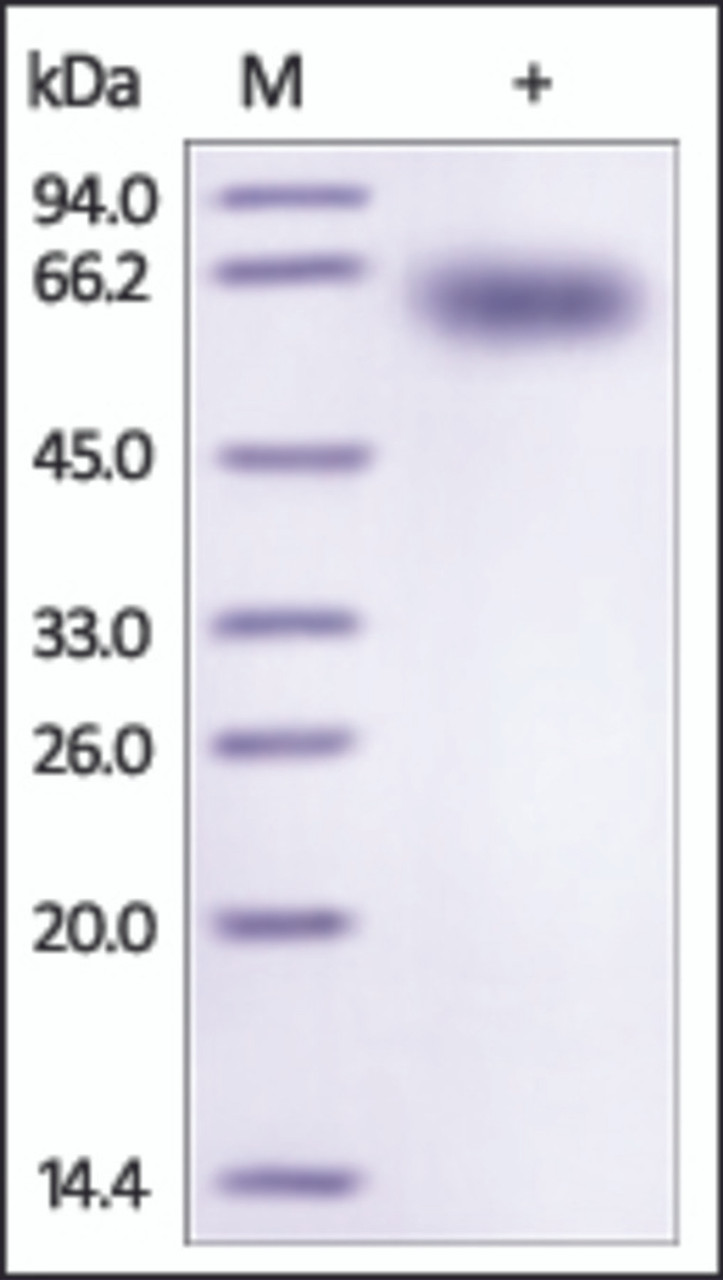 The purity of Mouse PDCD1 /PD1 Fc Chimera was determined by DTT-reduced (+) SDS-PAGE and staining overnight with Coomassie Blue.