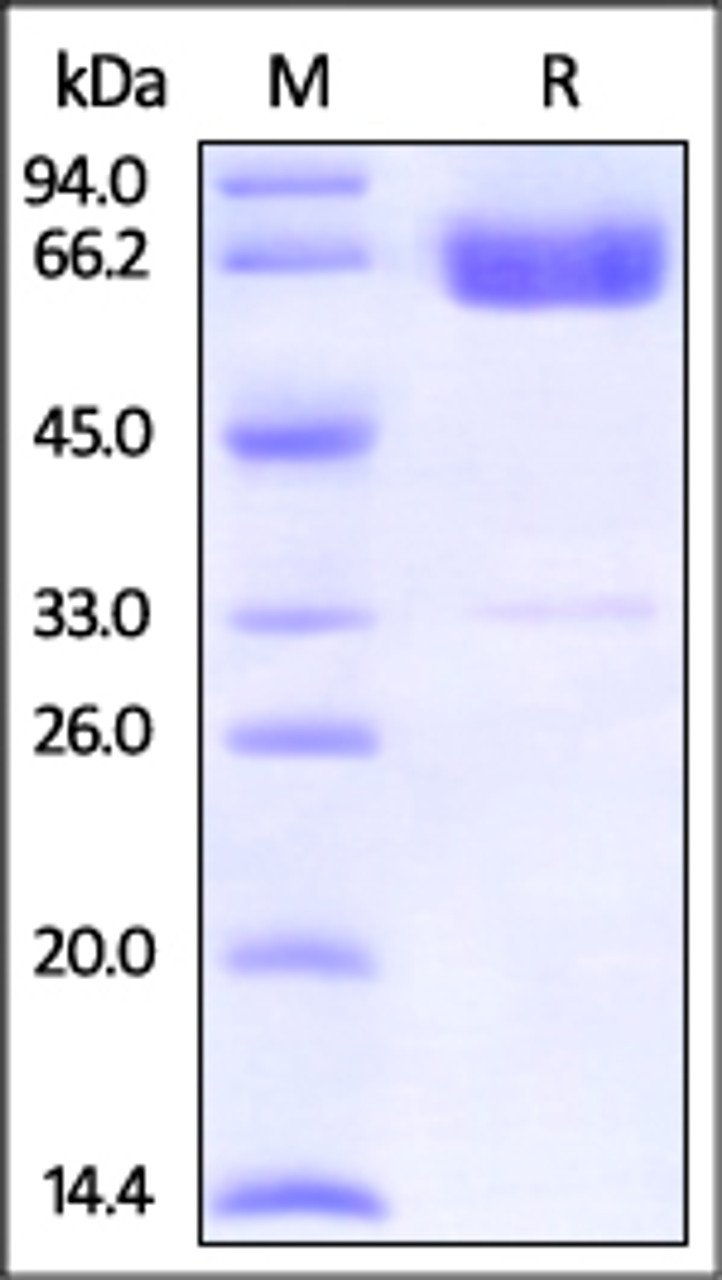 Human PD-L2, Fc Tag (HPLC verified) on SDS-PAGE under reducing (R) condition. The gel was stained overnight with Coomassie Blue. The purity of the protein is greater than 95%.