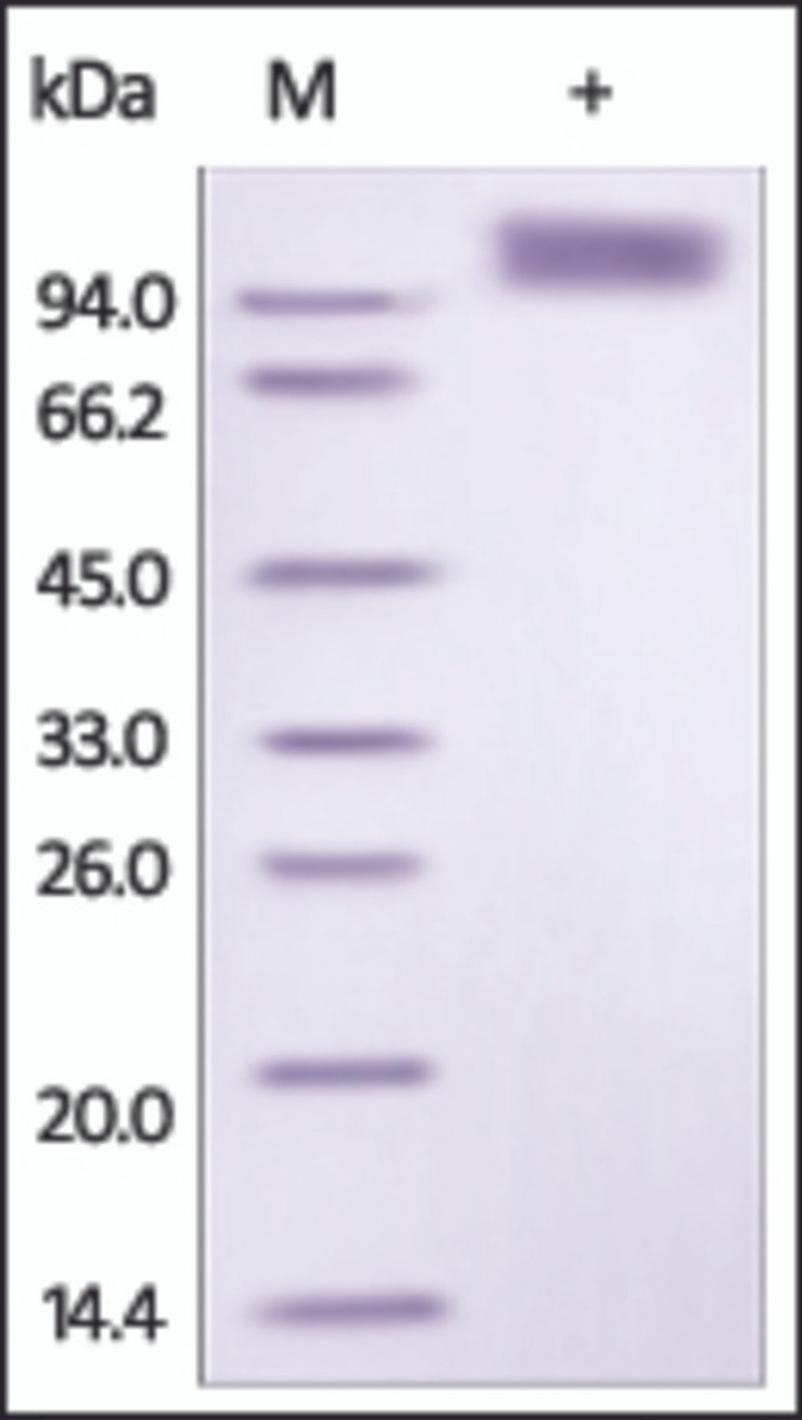 The purity of rh PDGFRB Fc Chimera was determined by DTT-reduced (+) SDS-PAGE and staining overnight with Coomassie Blue.