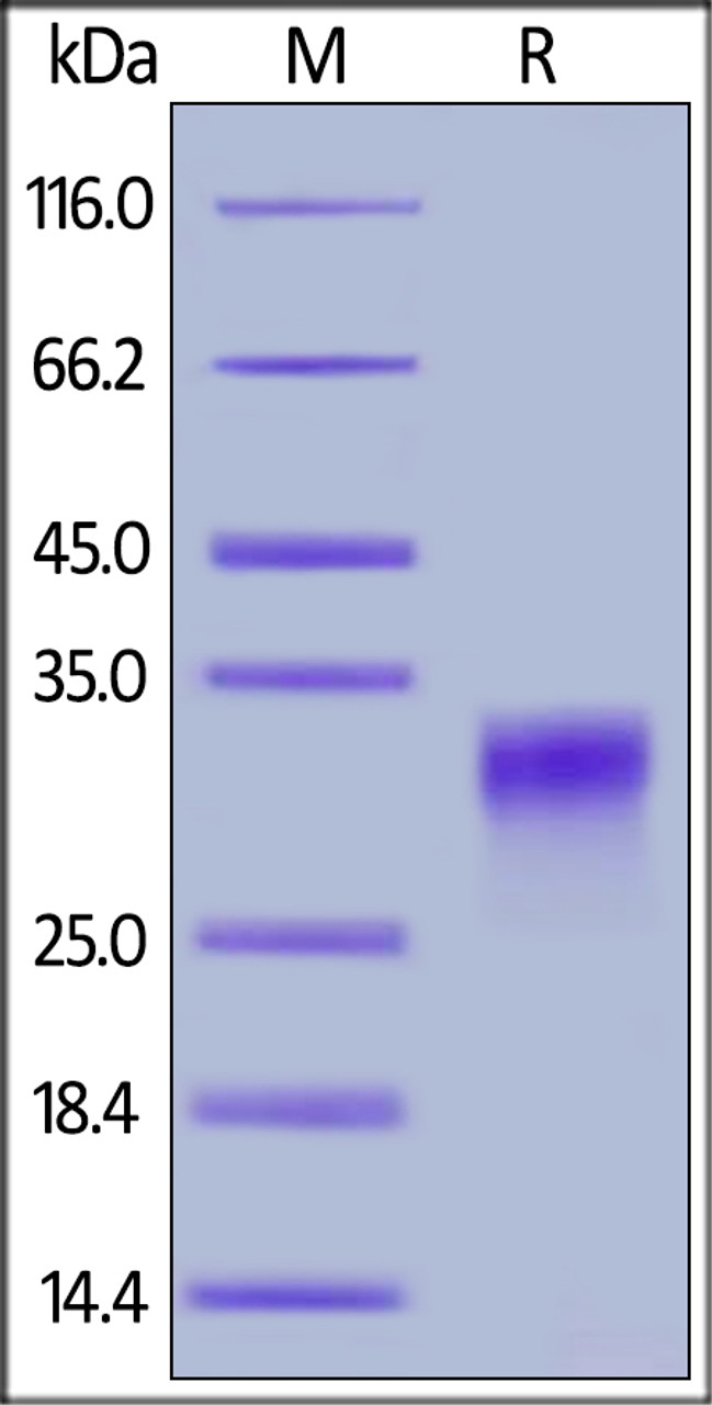 Human PLGF, His Tag on SDS-PAGE under reducing (R) condition. The gel was stained overnight with Coomassie Blue. The purity of the protein is greater than 95%.