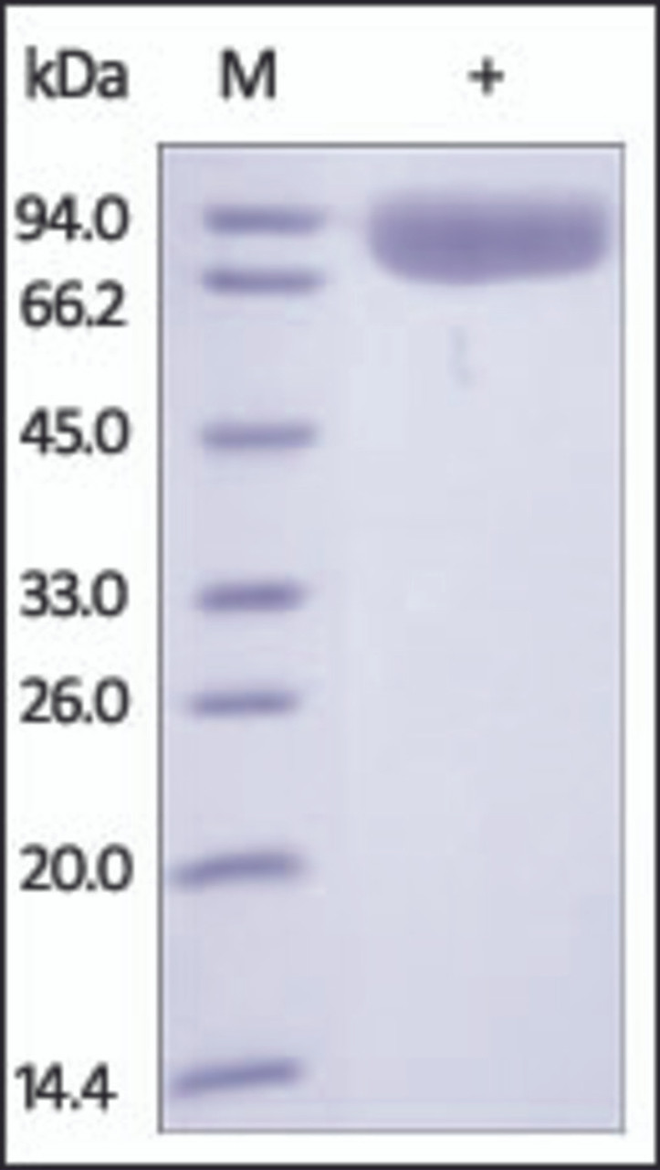 The purity of rh PIGR was determined by DTT-reduced (+) SDS-PAGE and staining overnight with Coomassie Blue.