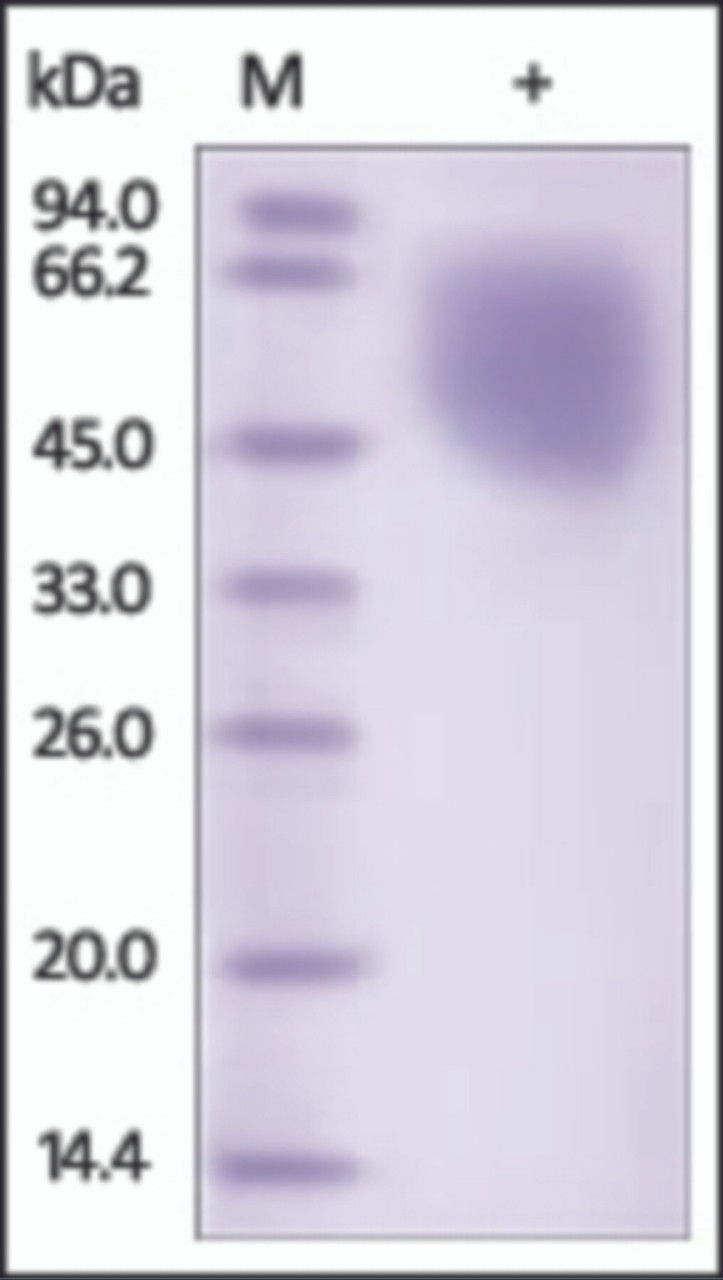 The purity of rh PVRL1 /Nectin-1 was determined by DTT-reduced (+) SDS-PAGE and staining overnight with Coomassie Blue.